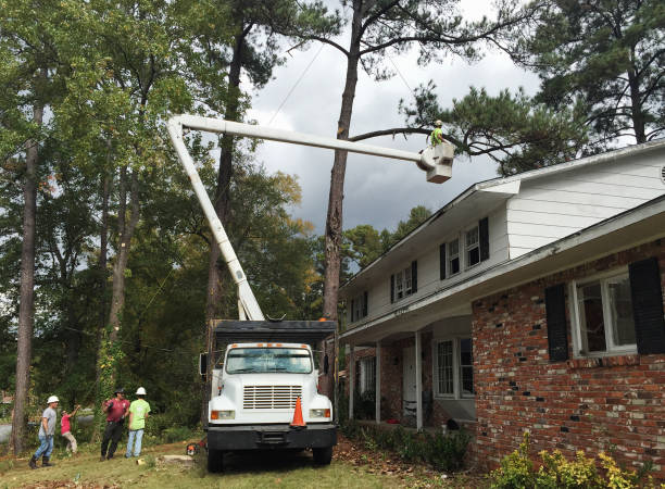 Oak Lawn, IL Tree Services Company